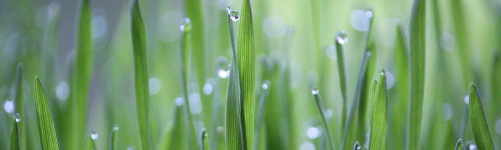 Htgr banner gruen gras